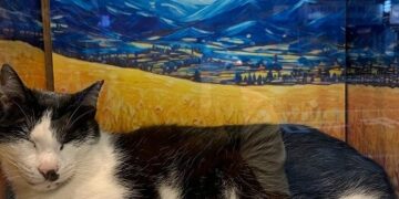 台北最暖「擼貓」秘境！免限時無低消，在「貓咪也瘋狂公益協會」遇見幸福