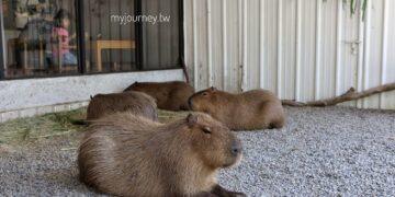 埔里新景點！水豚、貓咪陪喝咖啡，爸媽必收的育兒休息站