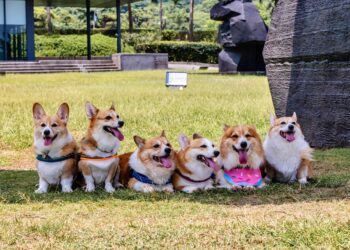 朱銘美術館「萌寵共好日」強勢回歸 帶毛寶貝秋遊金山首選