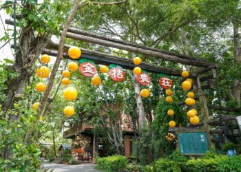 暑假最後一週搭「故宮南院好行公車」　抽聯名金桔禮盒