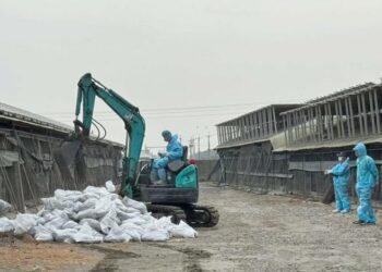 雲林縣防禦禽流感　籲養禽業者加強清消