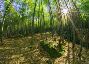 小半天竹夢森活節即將登場　邀請千人櫻花樹下享用竹筒飯