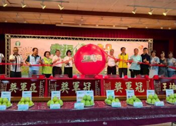 八里文旦柚評鑑登場　小農店舖直銷站同步開幕優惠