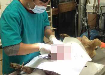 嘉義縣公職獸醫緊急救援犬貓　以專業做功德