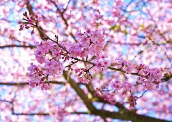 紫藤花、櫻花、山茶花接力綻放 到嘉義縣賞花正是時候