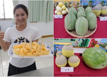 影音∕壯圍哈密瓜開始採收　鄉公所邀您健走饗瓜趣