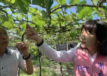 氣溫炎熱又遇到強陣雨　彰化５成冬季葡萄枯萎凋零損失慘重