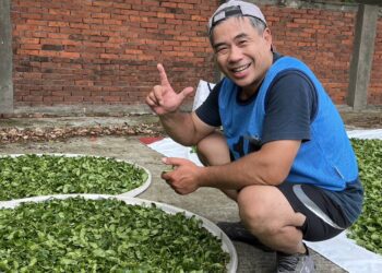 嘉義縣製茶師表現亮眼　蟬聯全國清香型球形烏龍茶6屆冠軍