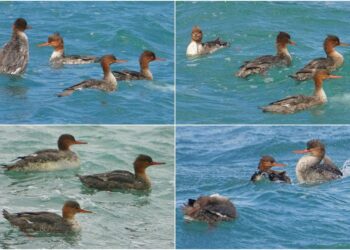 影音∕這裡有鳥事：稀有冬候鳥紅胸秋沙 北海岸浪尖討生活