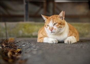 山海鐵道與礦村記憶同行　瑞芳—猴硐—三貂嶺慢遊路線帶旅人走進山城故事