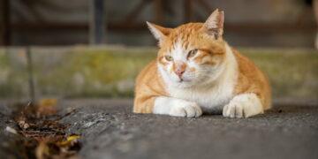 山海鐵道與礦村記憶同行　瑞芳—猴硐—三貂嶺慢遊路線帶旅人走進山城故事