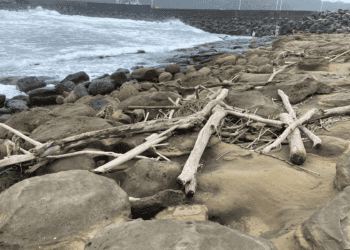 撿漂流木罰金高達2,000萬 新北市民請勿冒險觸法