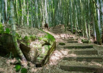 漫遊石棹步道群　從森林健行到茶香餐桌體驗阿里山慢生活