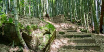 漫遊石棹步道群 從森林健行到茶香餐桌體驗阿里山慢生活