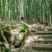 漫遊石棹步道群 從森林健行到茶香餐桌體驗阿里山慢生活