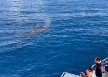 花蓮外海連續三日現蹤抹香鯨 遊客熱情參與Say Hello活動