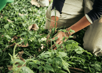 探索大自然美與美食的完美結合 微笑山線「秋收之宴」倒數中