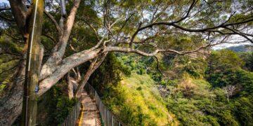 走春免開車!春節搭台灣好行遊參山　享受老街美食、體驗深度的湖光山色