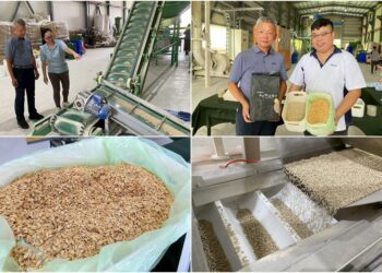 影音/公私協力 環保創新 稻殼變貓砂