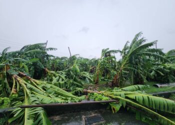 凱米颱風致災釀農損 嘉市即日起受理天然災害現金救助申請