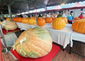 全台大南瓜齊聚淡水金色水岸 三芝區陳灯燃「657斤南瓜」奪全國冠軍