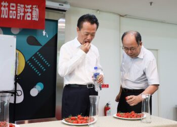 嘉義縣小果番茄評鑑　得獎農民分享經驗精益求精