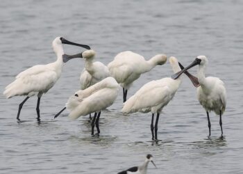 國慶假期到嘉義布袋親子遊　體驗生態品嘗美食