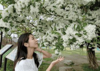新店陽光運動園區樹梢白花綻放 春日四月雪美景引人矚目