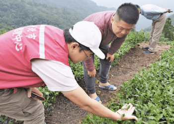 颱風豪雨毀茶園 新北茶農現金救助開跑 11/18截止