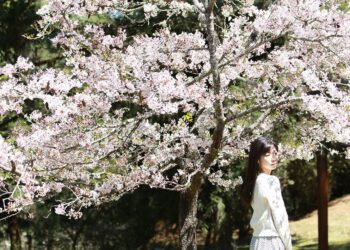 嘉義縣邀日本網紅拍宣傳影片　春日賞花不容錯過