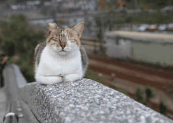 春節貓村行程推薦 安全牽繩、友善店家 開心遊不怕罰