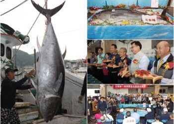 2025全國第一黑鮪魚拍賣 總價166萬3200元 每公斤7700元賣出