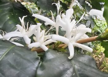 生活小調∕咖啡花開時