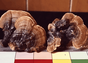 蘑法二十　蛻變創新蘑法生技獨家專利新亮點七月24生技展新成果