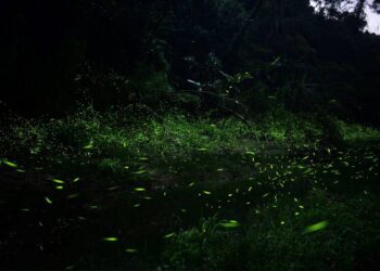 螢火蟲最熱鬧的森林趴登場　2024東勢林場遊樂區螢火蟲季開跑