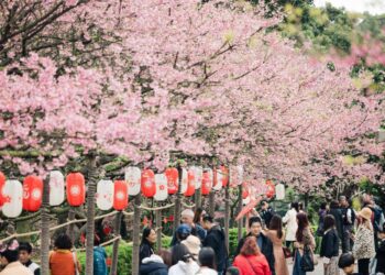 把握最後一週淡水天元宮遊賞夜櫻　三芝及土城等區櫻花接力綻放