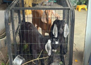 雲林首宗羊隻檢出戴奧辛超標　問題羊肉全數攔截未流入市面