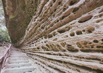 嘉義瑞里紫藤花含苞待放　春日紫色山城即將登場