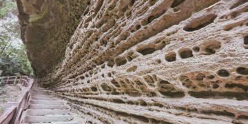 嘉義瑞里紫藤花含苞待放　春日紫色山城即將登場