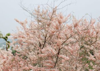 粉紅花海魅力 竹崎鄉阿拉伯粉紅村盛開