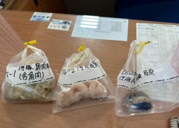 南投河豚中毒案來源追查「基隆釣友寄送」　老闆10多年常自行處理食用