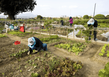 超夯城市農耕 新北樂活農園390格耕位抽籤結果出爐