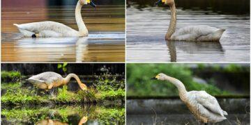 影音/這裡有鳥事/小天鵝現蹤員山大湖 千姿百態好鳥趣