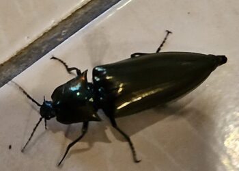 鄉野奇遇∕相隔一甲子　叩頭蟲登門來「叩頭」