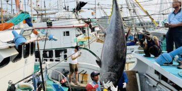 屏東2026第一鮪出爐　琉球籍資深船長洪福家奪魁寫紀錄