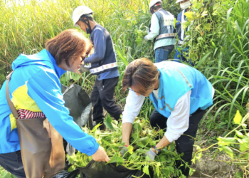 外來種大作戰 新北攜手社區大學 清除小花蔓澤蘭保護本土植物
