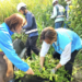 外來種大作戰 新北攜手社區大學 清除小花蔓澤蘭保護本土植物