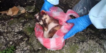 屏東今年第3例野生動物狂犬病　鼬獾確診縣府10月加強犬貓疫苗接種