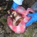 屏東今年第3例野生動物狂犬病　鼬獾確診縣府10月加強犬貓疫苗接種