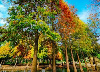 影音/落羽松秘境與油菜花田 嘉義太保成打卡勝地